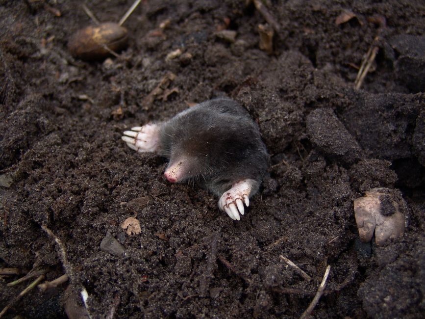 klein krediet in Mol
